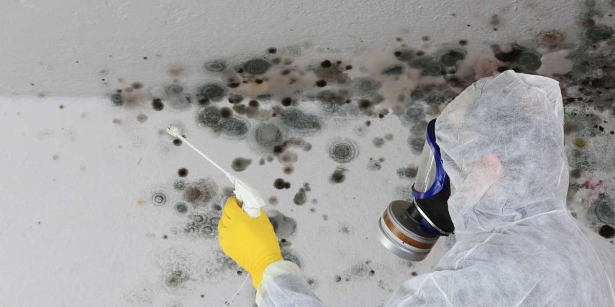 Mould Remediation Techniques for Keeping Your Home Safe