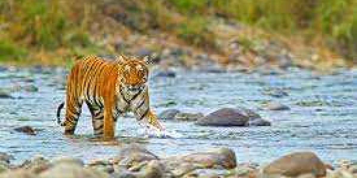 Corbett Tiger Reserve- Best Wildlife destination