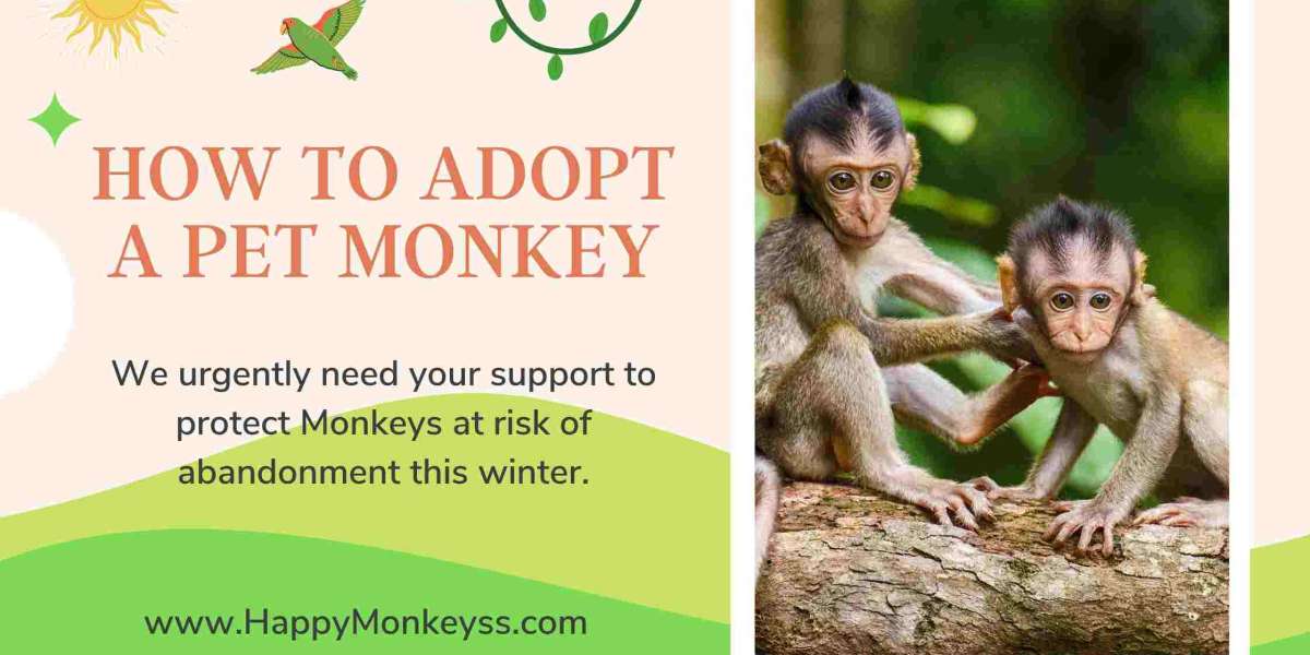 How to adopt a pet monkey in usa?