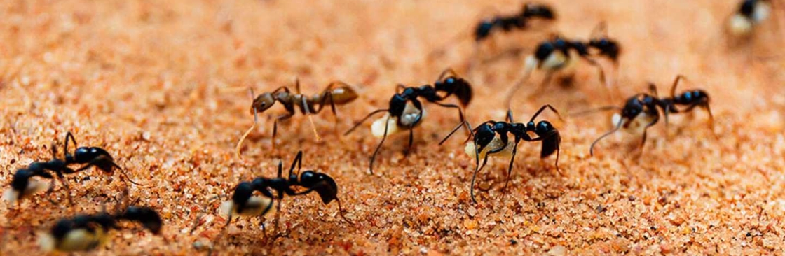 Be Pest Free Ants Control Adelaide Cover Image