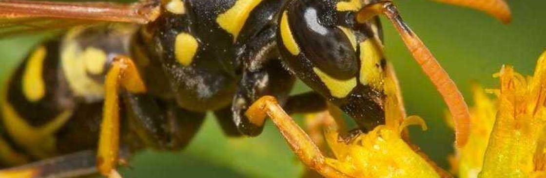 Be Pest Free Wasp Removal Adelaide Cover Image