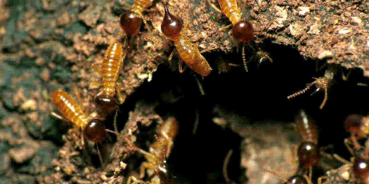 5 Steps To Prepare The House For Termite Season
