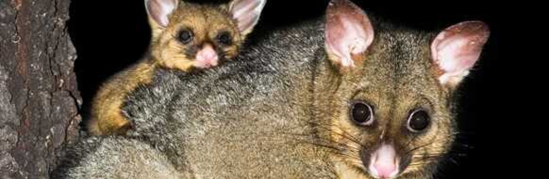 Be Pest Free Possum Removal Adelaide Cover Image