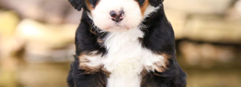 bernedoodle puppies Cover Image